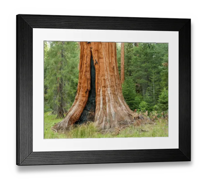 Framed Print : Fire scar on base of giant sequoia, Sequoia National Park, California
