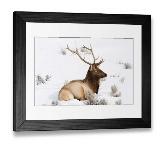 Framed Print : USA, Wyoming, Yellowstone National Park. A bull elk rests in the snow with his antlers still intact for now