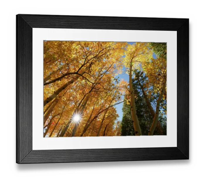 Framed Print : Fall aspen trees, Eastern Sierras, Bishop, California Framed Print : Fall aspen trees, Eastern Sierras, Bishop, California