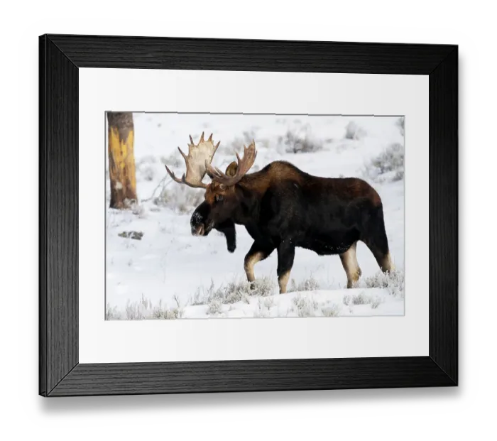 Framed Print : USA, Wyoming, Yellowstone National Park. Portrait of a moose that still has its antlers despite it being late in the season Framed Print : USA, Wyoming, Yellowstone National Park. Portrait of a moose that still has its antlers despite it being late in the season
