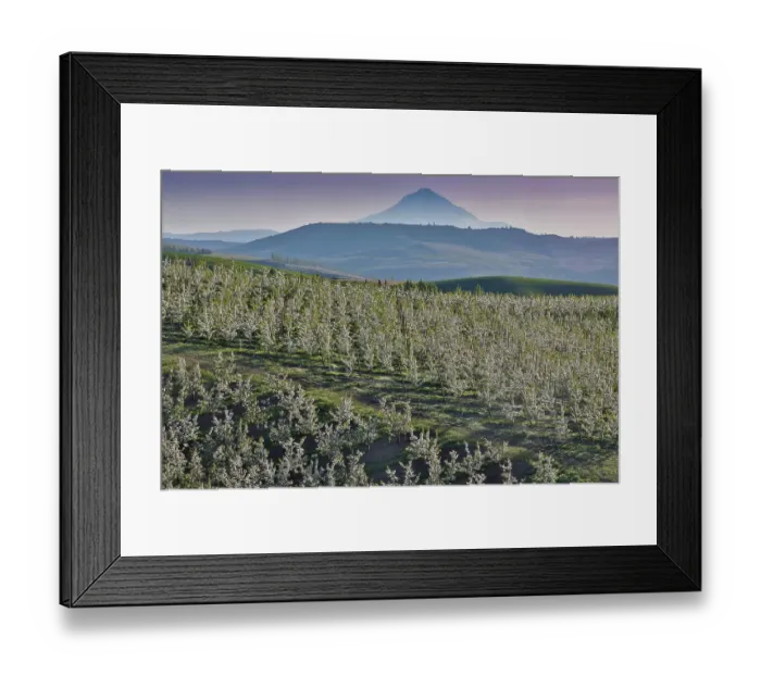 Framed Print : USA, Oregon, Hood River in springtime with orchard trees in full bloom as viewed from above with backdrop of Mt. Hood Framed Print : USA, Oregon, Hood River in springtime with orchard trees in full bloom as viewed from above with backdrop of Mt. Hood