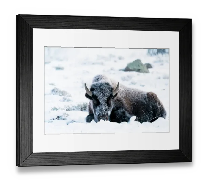 Framed Print : USA, Wyoming, Yellowstone National Park. Portrait of a frost covered bison lying down in the snow Framed Print : USA, Wyoming, Yellowstone National Park. Portrait of a frost covered bison lying down in the snow