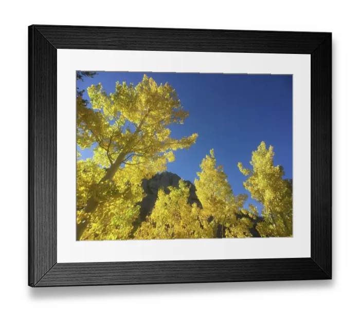 Framed Print : Fall aspen trees, Eastern Sierras, Bishop, California Framed Print : Fall aspen trees, Eastern Sierras, Bishop, California