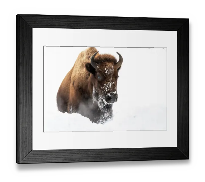 Framed Print : USA, Wyoming, Yellowstone National Park. A single bison walks through the snow while blowing out a steamy breath