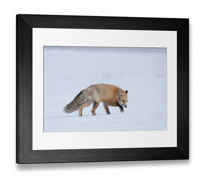 Framed Print : USA, Wyoming, Yellowstone National Park. A red fox walks through the snow with the wind blowing its thick coat Framed Print : USA, Wyoming, Yellowstone National Park. A red fox walks through the snow with the wind blowing its thick coat