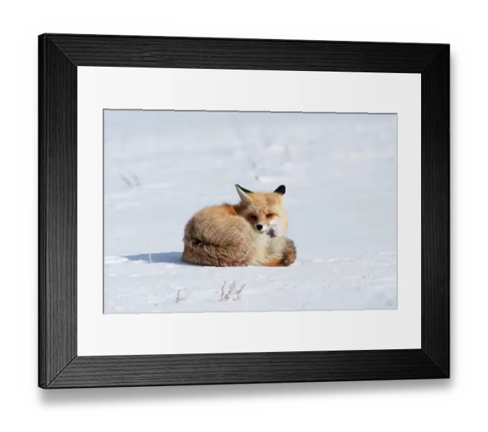 Framed Print : USA, Wyoming, Yellowstone National Park. A red fox wakes up from its sleep in the snow