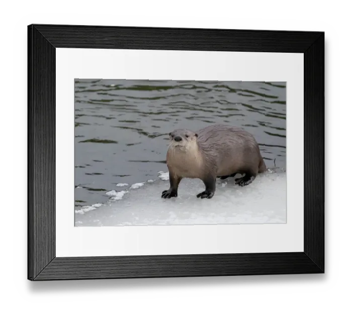 Framed Print : USA, Wyoming, Yellowstone National Park. Portrait of a river otter coming out of the river to the icy edge