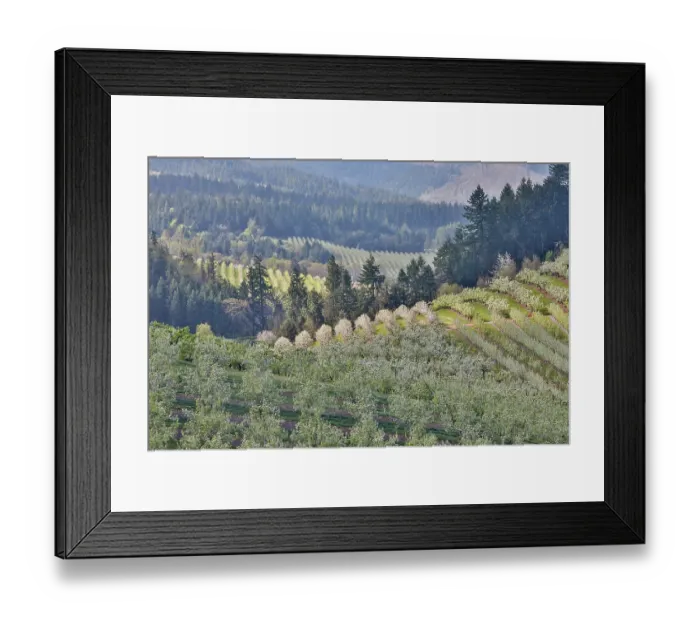 Framed Print : USA, Oregon, Hood River in springtime with orchard trees in full bloom as viewed from above