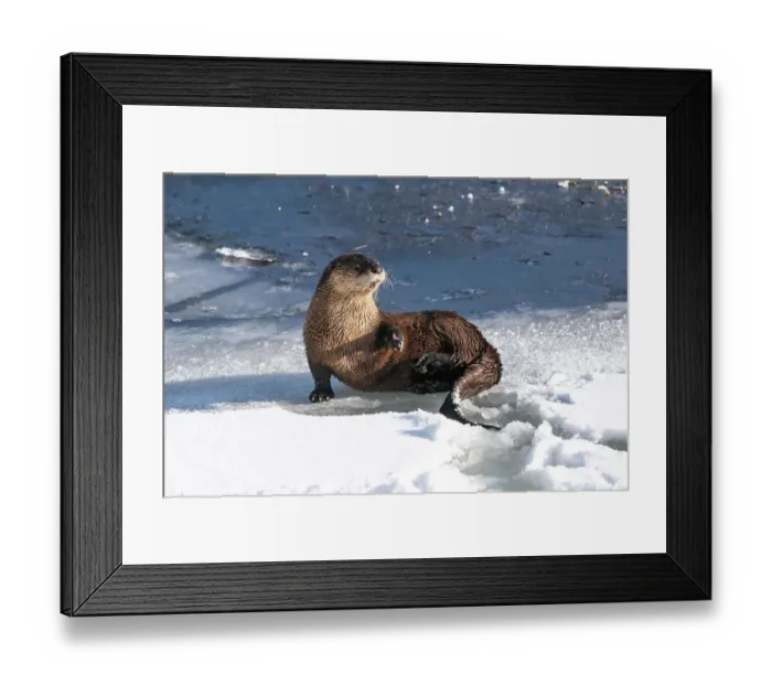 Framed Print : USA, Wyoming, Yellowstone National Park. An adult river otter lies down on the icy shore of the Yellowstone River Framed Print : USA, Wyoming, Yellowstone National Park. An adult river otter lies down on the icy shore of the Yellowstone River