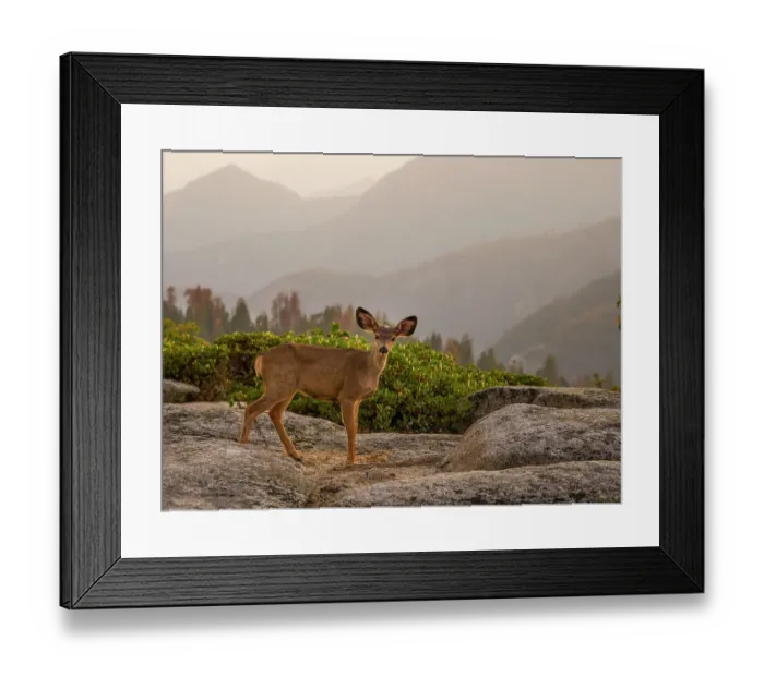 Framed Print : Sequoia National Park, California