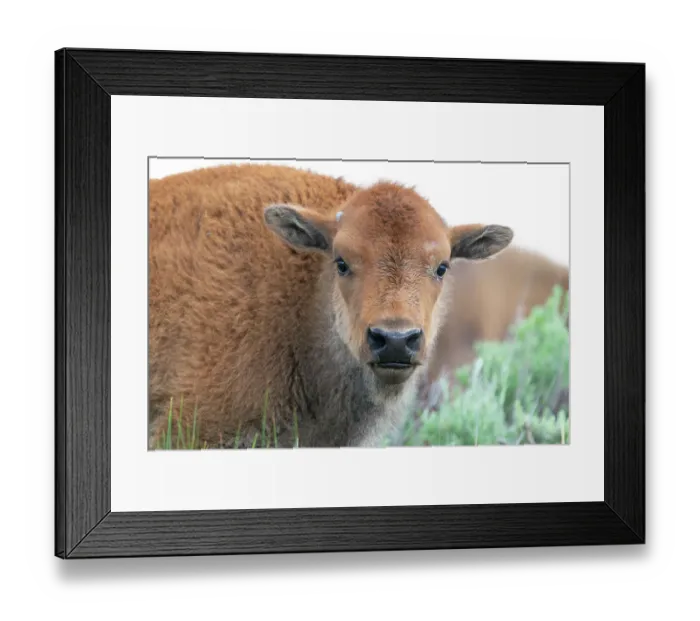 Framed Print : USA, Wyoming, Yellowstone National Park. Headshot of a bison calf with its orangey coat