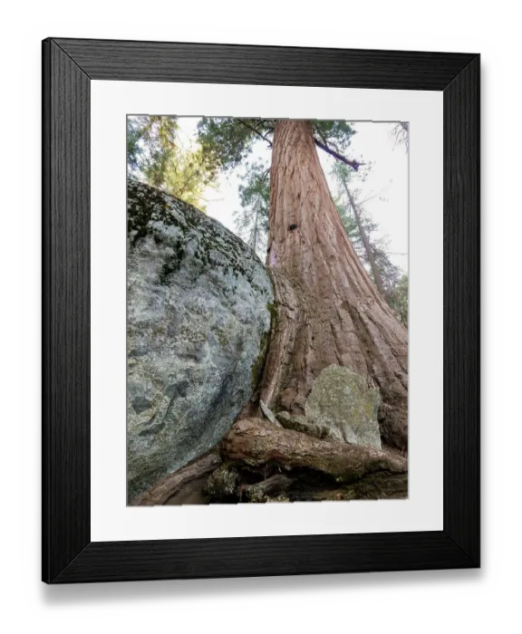 Framed Print : Giant sequoia growing against and over big boulder, Sequoia National Park, California