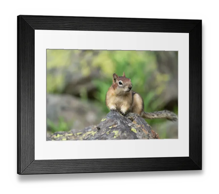 Framed Print : USA, Wyoming, Yellowstone National Park. Portrait of a ground squirrel posing on a lichen covered rock Framed Print : USA, Wyoming, Yellowstone National Park. Portrait of a ground squirrel posing on a lichen covered rock