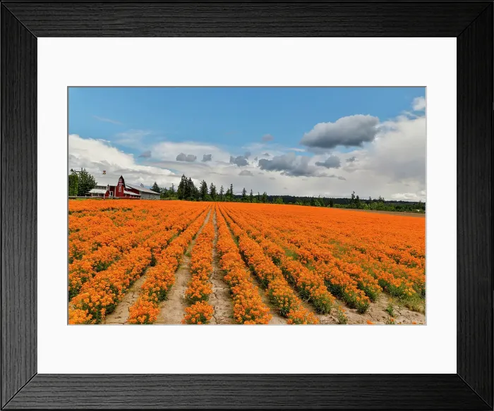 Framed Print : USA, Oregon, Silverton. Field of orange Wallflowers grown in rows for seed Framed Print : USA, Oregon, Silverton. Field of orange Wallflowers grown in rows for seed