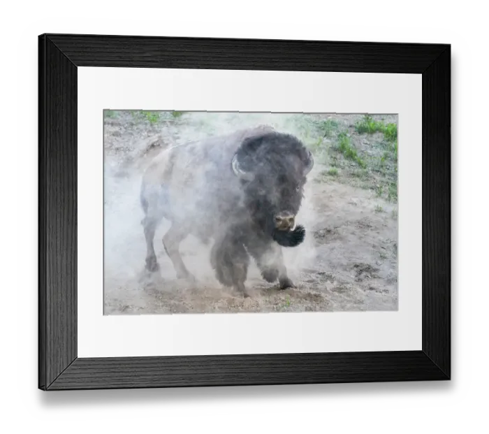 Framed Print : USA, Wyoming, Yellowstone National Park. A bison bull takes a dust bath Framed Print : USA, Wyoming, Yellowstone National Park. A bison bull takes a dust bath