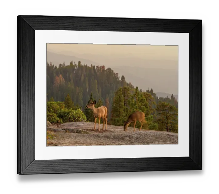 Framed Print : Sunset light on mule deer on Beetle Rock, Sequoia National Park, California Framed Print : Sunset light on mule deer on Beetle Rock, Sequoia National Park, California