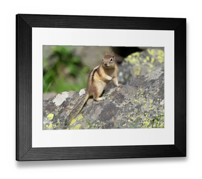 Framed Print : USA, Wyoming, Yellowstone National Park. Portrait of a ground squirrel posing on a lichen covered rock