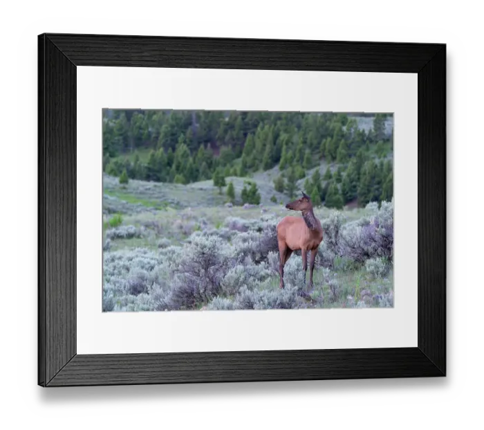 Framed Print : USA, Wyoming, Yellowstone National Park. A cow elk stands among the sage brush Framed Print : USA, Wyoming, Yellowstone National Park. A cow elk stands among the sage brush