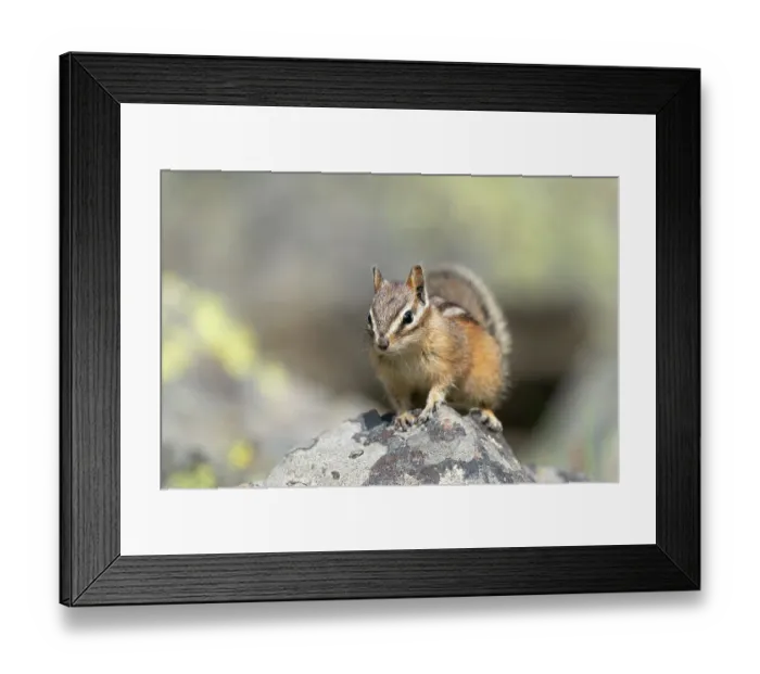 Framed Print : USA, Wyoming, Yellowstone National Park. Least chipmunk poses on a boulder Framed Print : USA, Wyoming, Yellowstone National Park. Least chipmunk poses on a boulder