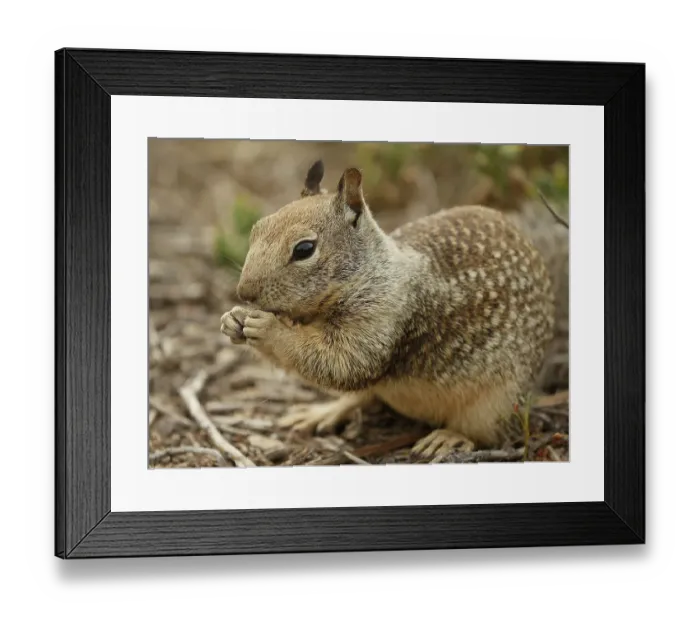 Framed Print : Los Osos, California
