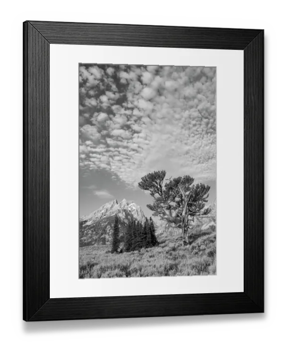 Framed Print : USA, Wyoming, Grand Teton National Park. Clouds over the Teton Range and the Patriarch Tree Framed Print : USA, Wyoming, Grand Teton National Park. Clouds over the Teton Range and the Patriarch Tree