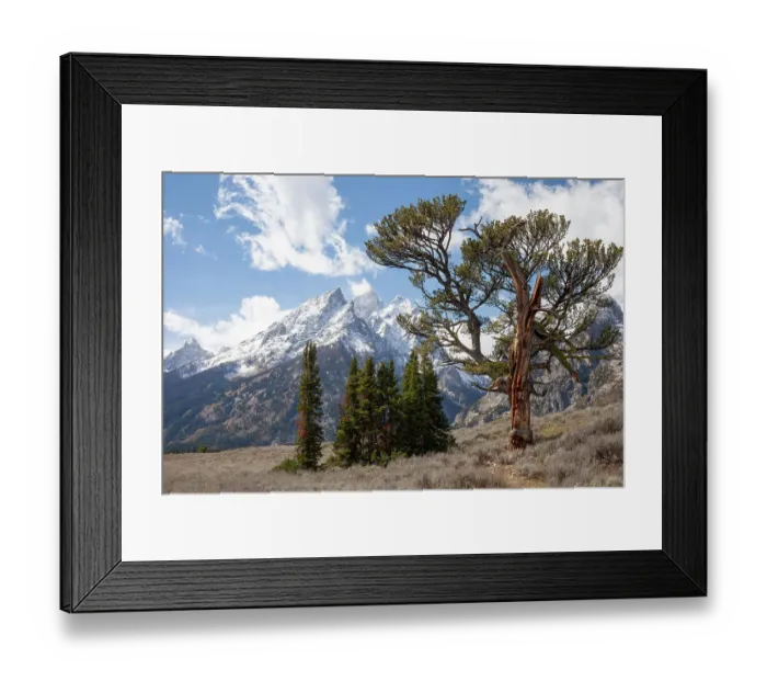 Framed Print : USA, Wyoming, Grand Teton National Park. Clouds over the Teton Range and the Patriarch Tree