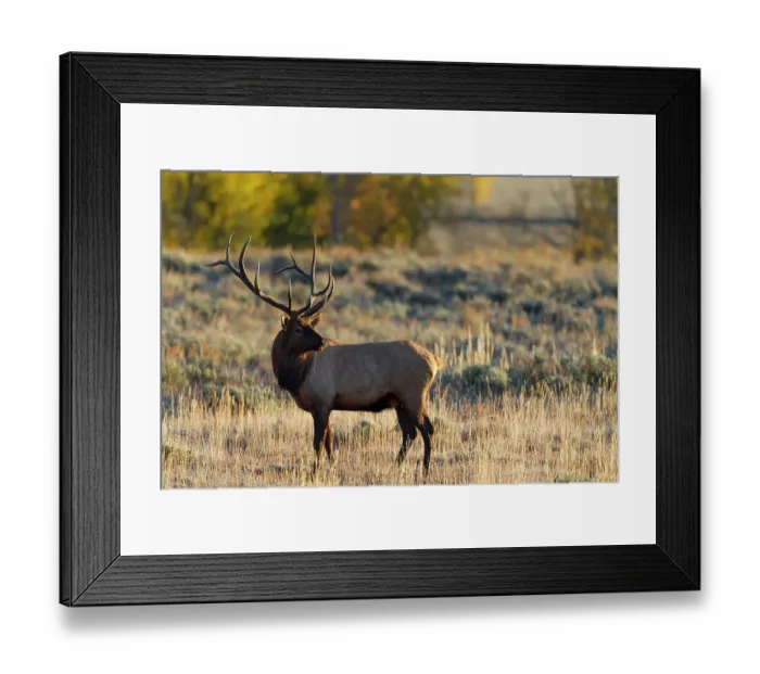 Framed Print : USA, Wyoming, Grand Teton National Park. Bull elk during rut. Mating behavior Framed Print : USA, Wyoming, Grand Teton National Park. Bull elk during rut. Mating behavior