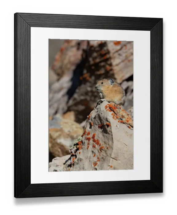 Framed Print : USA, Wyoming, Bridger Teton National Forest. North American pika in lichen covered rocks Framed Print : USA, Wyoming, Bridger Teton National Forest. North American pika in lichen covered rocks
