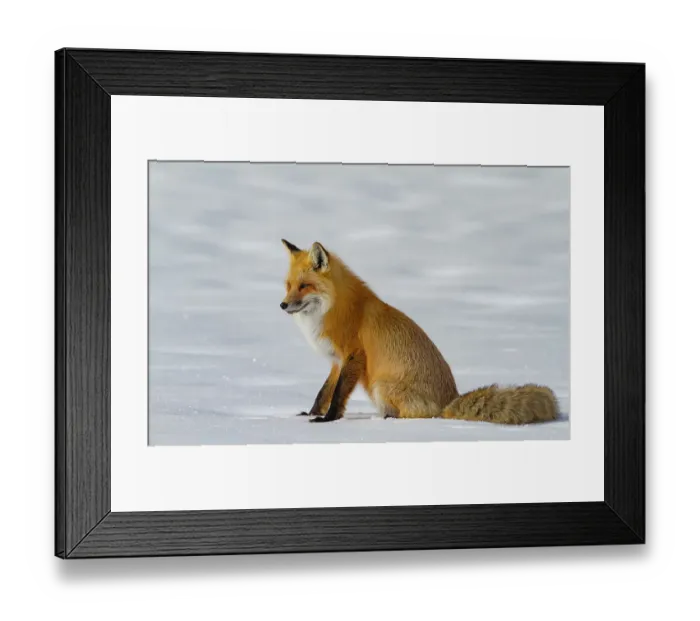 Framed Print : USA, Wyoming, Grand Teton National Park. Red fox Framed Print : USA, Wyoming, Grand Teton National Park. Red fox