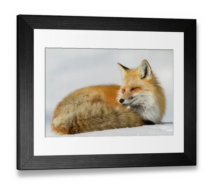 Framed Print : USA, Wyoming, Grand Teton National Park. Red fox Framed Print : USA, Wyoming, Grand Teton National Park. Red fox