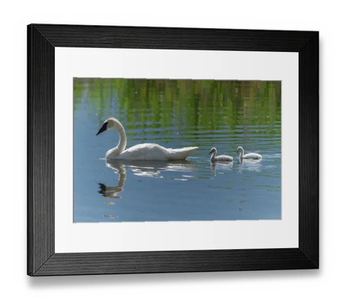 Framed Print : USA, Wyoming, National Elk Refuge. A trumpeter swan, watches over a pair of hatchlings as they swim on the calm water of a creek Framed Print : USA, Wyoming, National Elk Refuge. A trumpeter swan, watches over a pair of hatchlings as they swim on the calm water of a creek