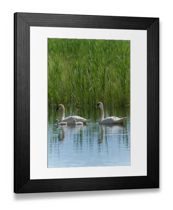 Framed Print : USA, Wyoming, National Elk Refuge. A pair of trumpeter swans, watches over a pair of hatchlings as they swim on the calm water of a creek Framed Print : USA, Wyoming, National Elk Refuge. A pair of trumpeter swans, watches over a pair of hatchlings as they swim on the calm water of a creek