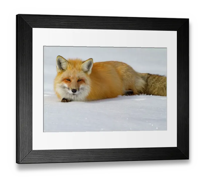 Framed Print : USA, Wyoming, Grand Teton National Park. Red fox Framed Print : USA, Wyoming, Grand Teton National Park. Red fox
