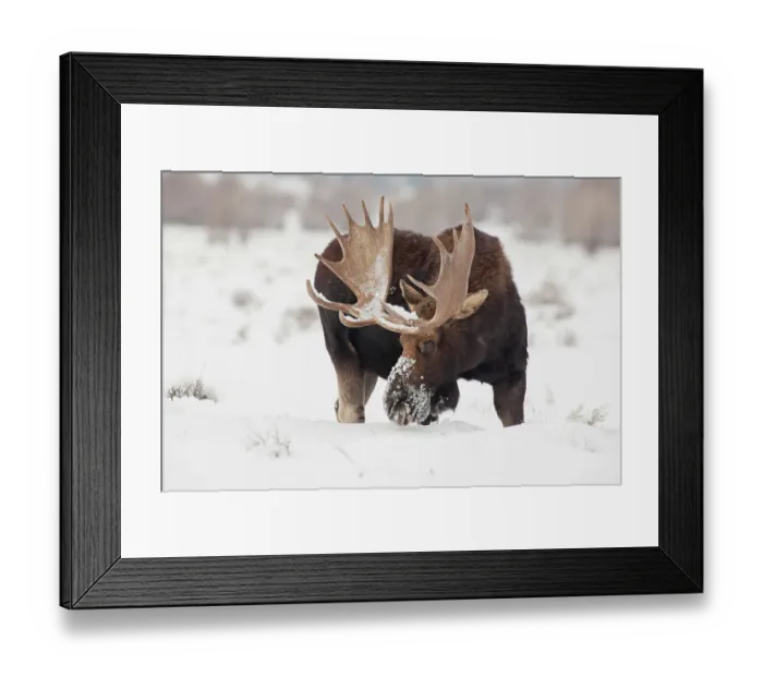 Framed Print : USA, Wyoming, Grand Teton National Park. Bull moose in snow Framed Print : USA, Wyoming, Grand Teton National Park. Bull moose in snow