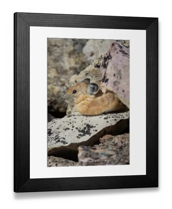 Framed Print : USA, Wyoming, Bridger Teton National Forest. North American pika in lichen covered rocks Framed Print : USA, Wyoming, Bridger Teton National Forest. North American pika in lichen covered rocks
