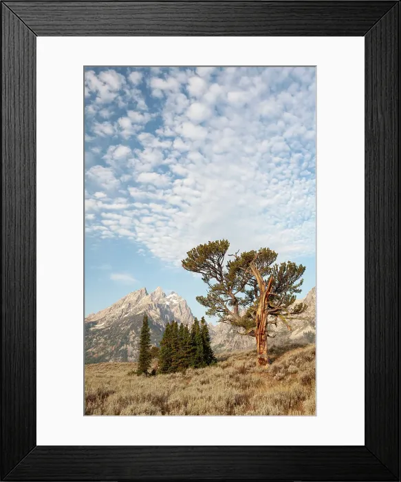 Framed Print : USA, Wyoming, Grand Teton National Park. Clouds over the Teton Range and the Patriarch Tree Framed Print : USA, Wyoming, Grand Teton National Park. Clouds over the Teton Range and the Patriarch Tree