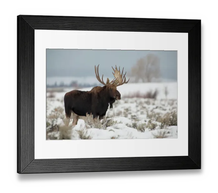 Framed Print : USA, Wyoming, Grand Teton National Park. Bull moose in snow Framed Print : USA, Wyoming, Grand Teton National Park. Bull moose in snow
