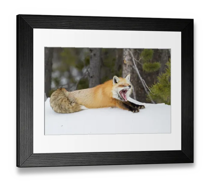 Framed Print : USA, Wyoming, Grand Teton National Park. Red fox yawning Framed Print : USA, Wyoming, Grand Teton National Park. Red fox yawning