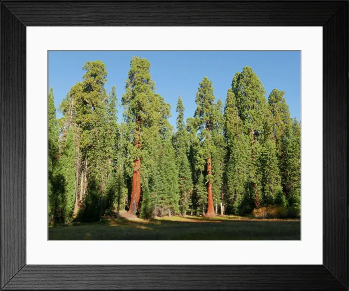 Framed Print : Giant sequoias, Sequoia National Park, California Framed Print : Giant sequoias, Sequoia National Park, California