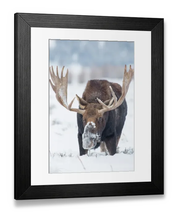 Framed Print : USA, Wyoming, Grand Teton National Park. Bull moose in snow Framed Print : USA, Wyoming, Grand Teton National Park. Bull moose in snow