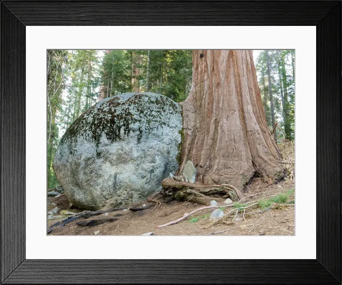 Framed Print : Giant sequoia growing against and over big boulder, Sequoia National Park, California