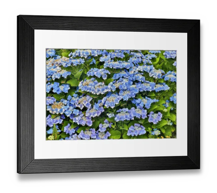 Framed Print : USA, Oregon, Yachats. Blue Hydrangea along the coastline Pacific Ocean Framed Print : USA, Oregon, Yachats. Blue Hydrangea along the coastline Pacific Ocean