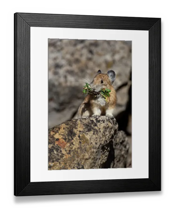 Framed Print : USA, Wyoming, Bridger Teton National Forest. North American pika, collecting food in lichen covered rocks Framed Print : USA, Wyoming, Bridger Teton National Forest. North American pika, collecting food in lichen covered rocks