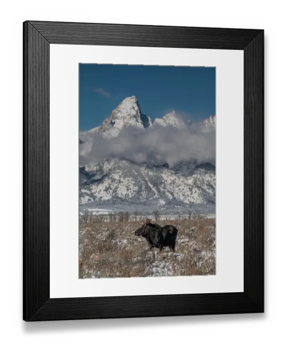 Framed Print : USA, Wyoming. Bull moose in front of Teton Peaks, Grand Teton National Park Framed Print : USA, Wyoming. Bull moose in front of Teton Peaks, Grand Teton National Park