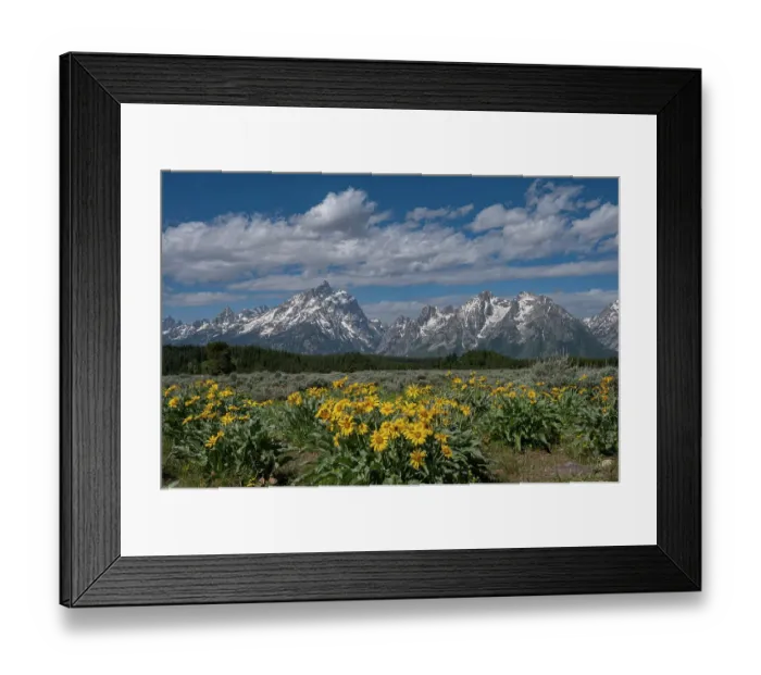 Framed Print : USA, Wyoming. Landscape of arrowleaf balsamroot wildflowers and Teton peaks, Grand Teton National Park