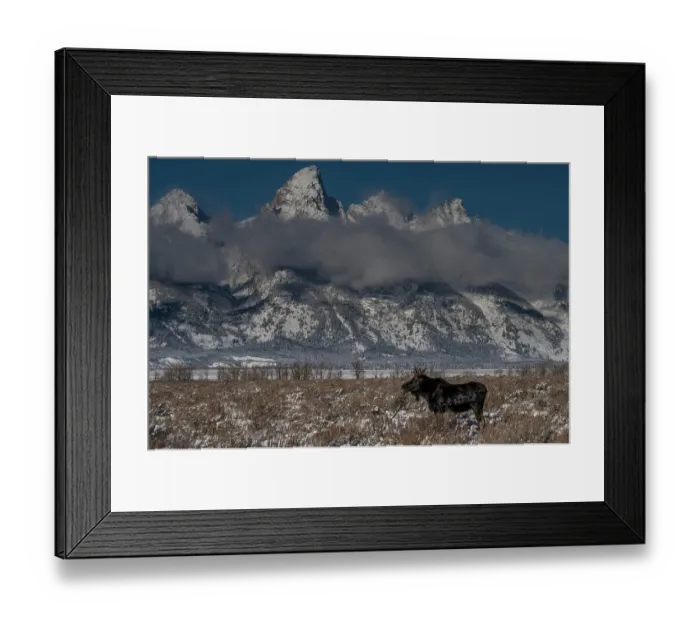 Framed Print : USA, Wyoming. Young bull moose in Grand Teton National Park, with the Grand Teton in the distance Framed Print : USA, Wyoming. Young bull moose in Grand Teton National Park, with the Grand Teton in the distance