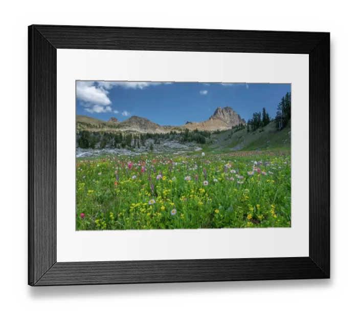 Framed Print : USA, Wyoming. Meadow of wildflowers with Aster and Paintbrush in Alaska Basin, Teton Mountains Framed Print : USA, Wyoming. Meadow of wildflowers with Aster and Paintbrush in Alaska Basin, Teton Mountains