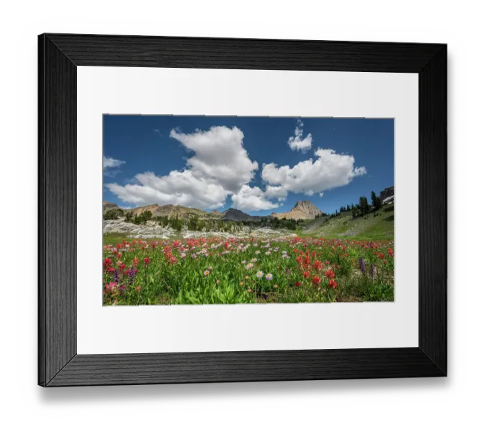 Framed Print : USA, Wyoming. Alpine meadow of paintbrush and aster, Alaska Basin, Teton Mountains