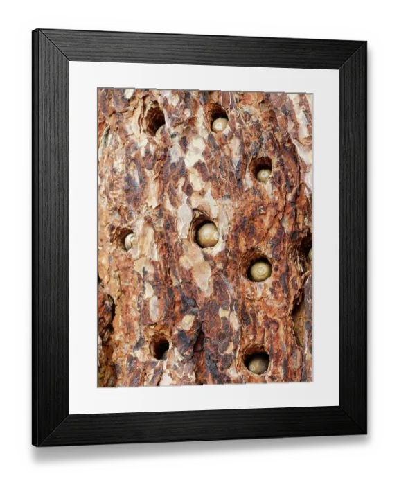 Framed Print : Acorn woodpecker, Pinnacles National Park, California
