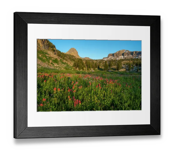 Framed Print : USA, Wyoming. Wildflower meadow, Indian Paintbrush, Alaska Basin, Teton Mountains Framed Print : USA, Wyoming. Wildflower meadow, Indian Paintbrush, Alaska Basin, Teton Mountains